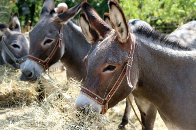 donkey-farm-Martinici1-640x427.jpg